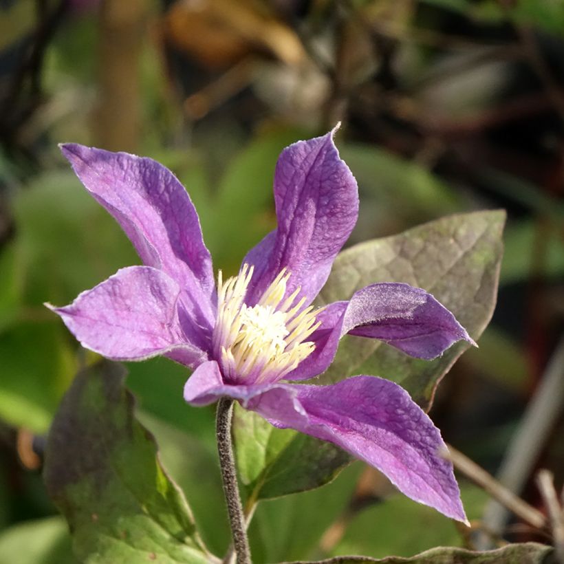 Waldrebe Arabella - Clematis (Flowering)