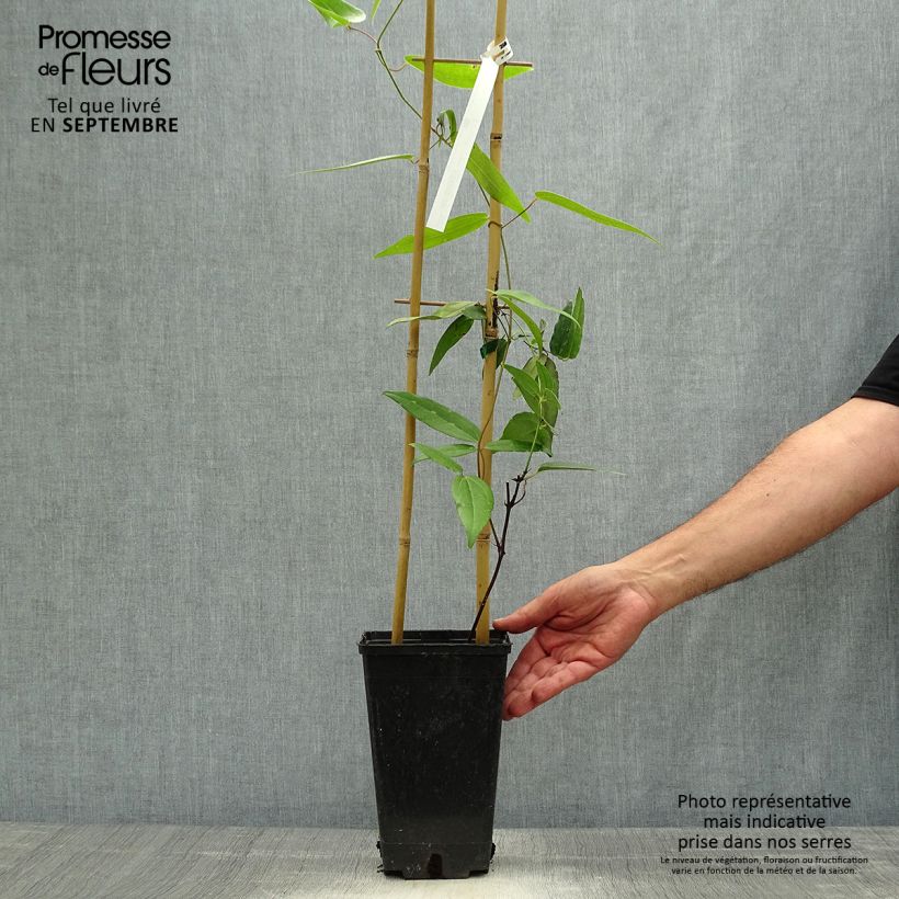 Example of Clematis armandii Hendersonii Rubra - Immergrüne Waldrebe Topf mit 2L/3L as you get in automne