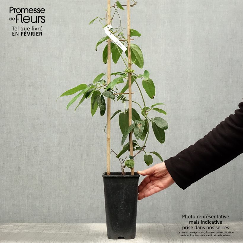 Exemplar von Clematis armandii Hendersonii Rubra - Immergrüne Waldrebe Topf mit 2L/3L wie im Winter geliefert