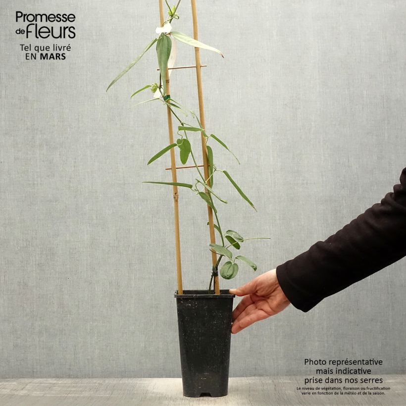 Exemplar von Clematis armandii Hendersonii Rubra - Immergrüne Waldrebe Topf mit 2L/3L wie im Frühjahr geliefert