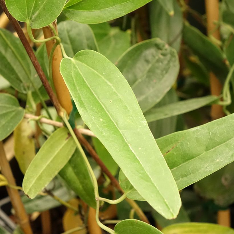 Clematis armandii Hendersonii Rubra - Immergrüne Waldrebe (Foliage)