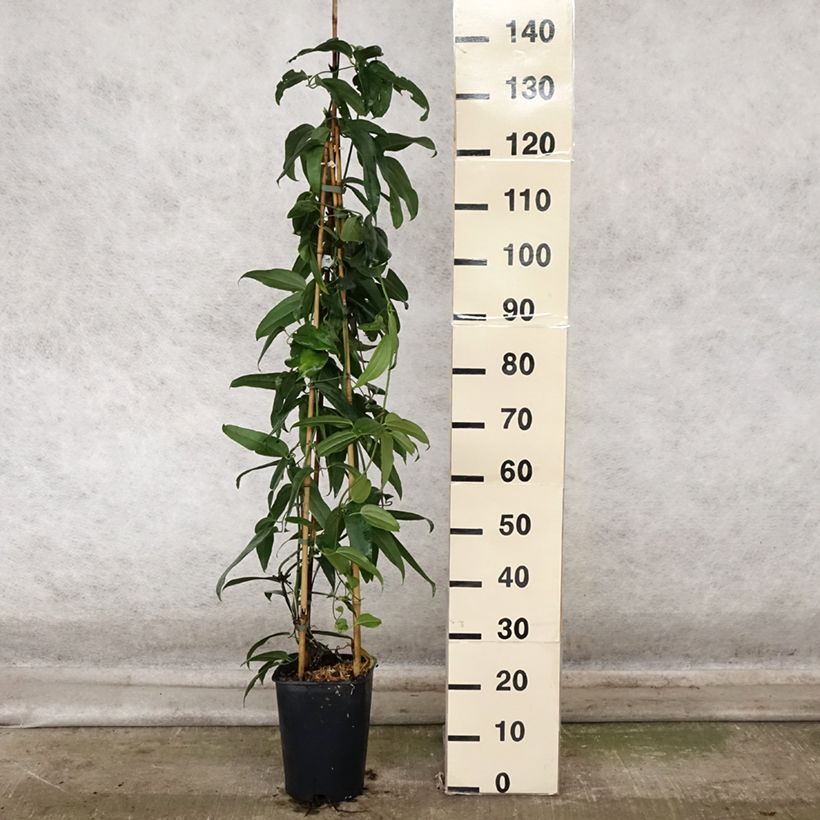 Example of Clematis armandii - Immergrüne Waldrebe Topf mit 4L/5L as you get in automne