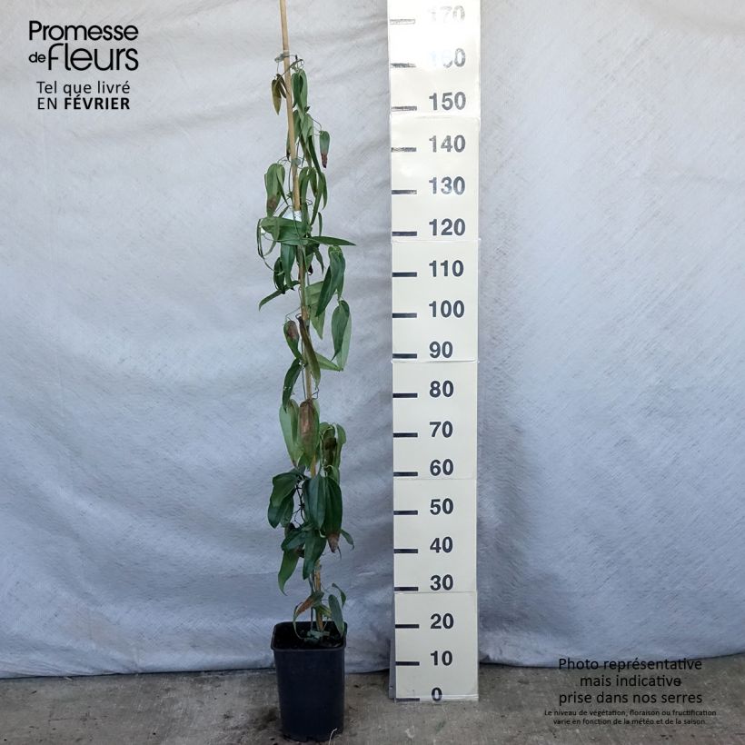 Exemplar von Clematis armandii - Immergrüne Waldrebe Topf mit 4L/5L wie im Winter geliefert