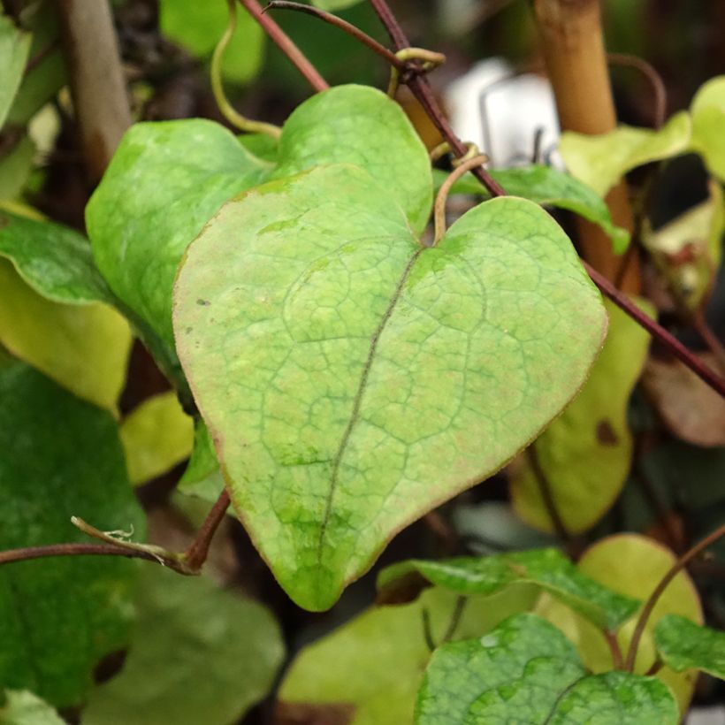 Waldrebe Asao - Clematis (Foliage)
