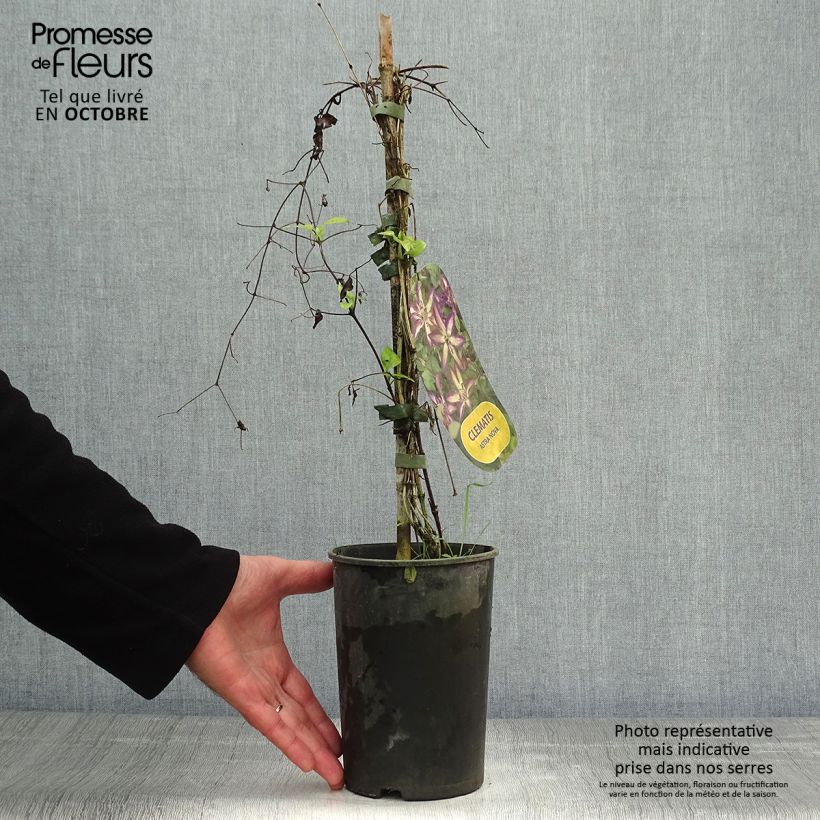 Example of Clematis viticella Astra nova - Waldrebe Topf mit 2L/3L as you get in automne