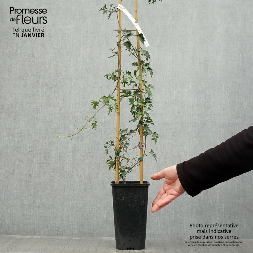 Exemplar von Waldrebe Avalanche - Clematis Topf mit 2L/3L wie im Winter geliefert