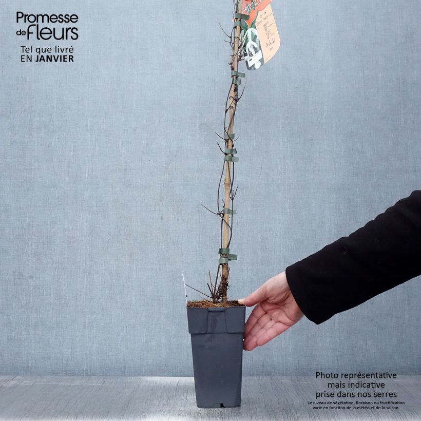 Exemplar von Waldrebe Beautiful Bride - Clematis Topf mit 2L/3L wie im Winter geliefert