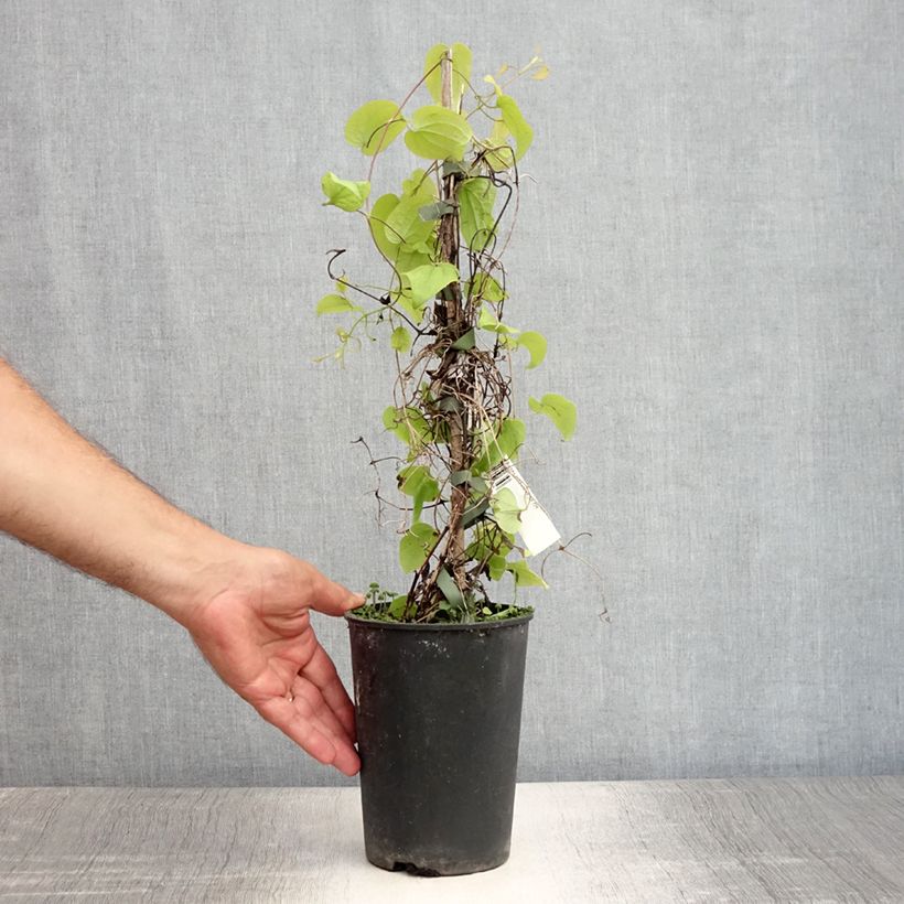 Exemplar von Waldrebe Beauty of Worcester - Clematis Topf mit 1,5L/2L wie im Sommer geliefert