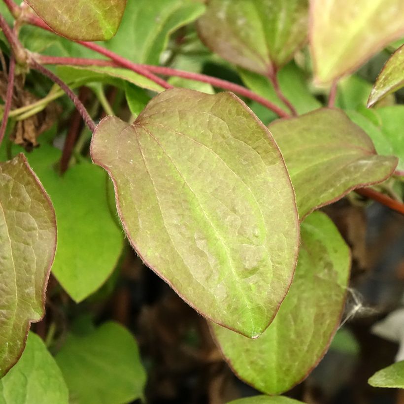 Waldrebe Beauty of Worcester - Clematis (Foliage)