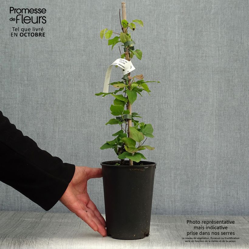 Example of Waldrebe Blue Light - Clematis Topf mit 1,5L/2L as you get in automne
