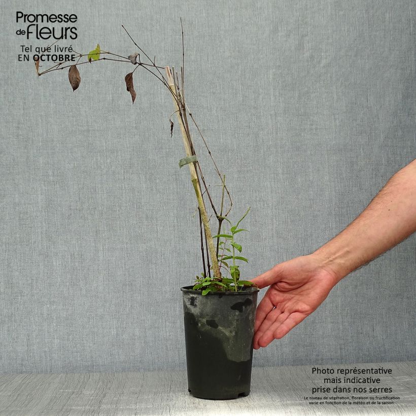 Example of Waldrebe Blue pirouette - Clematis Topf mit 2L/3L as you get in automne