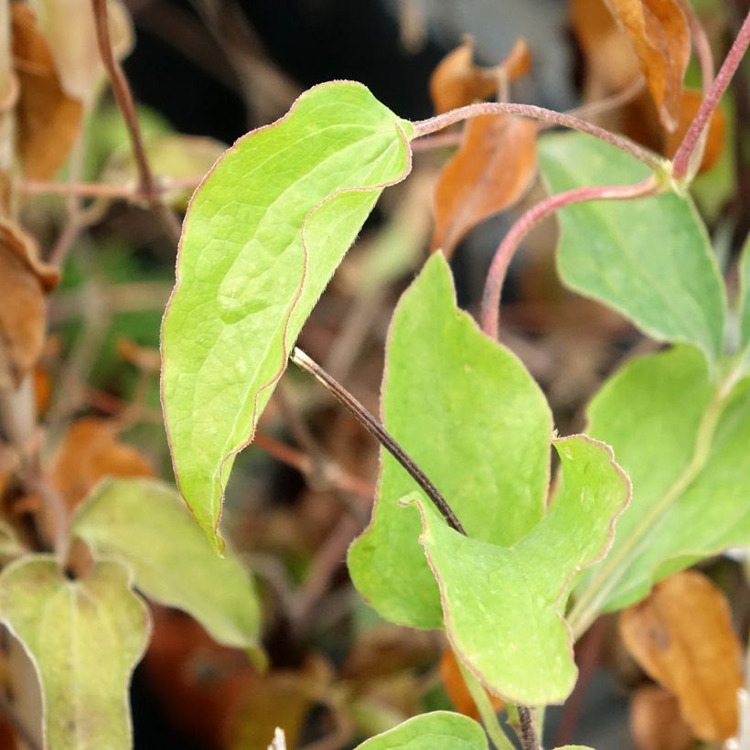 Waldrebe Carnaby - Clematis (Foliage)