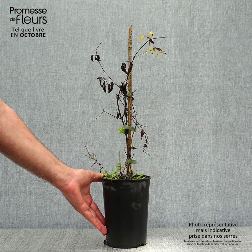 Example of Waldrebe Caroline - Clematis Topf mit 2L/3L as you get in automne