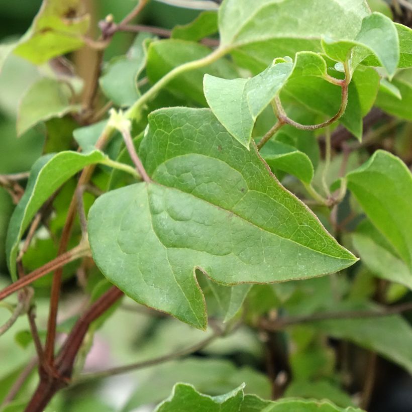 Waldrebe Caroline - Clematis (Foliage)