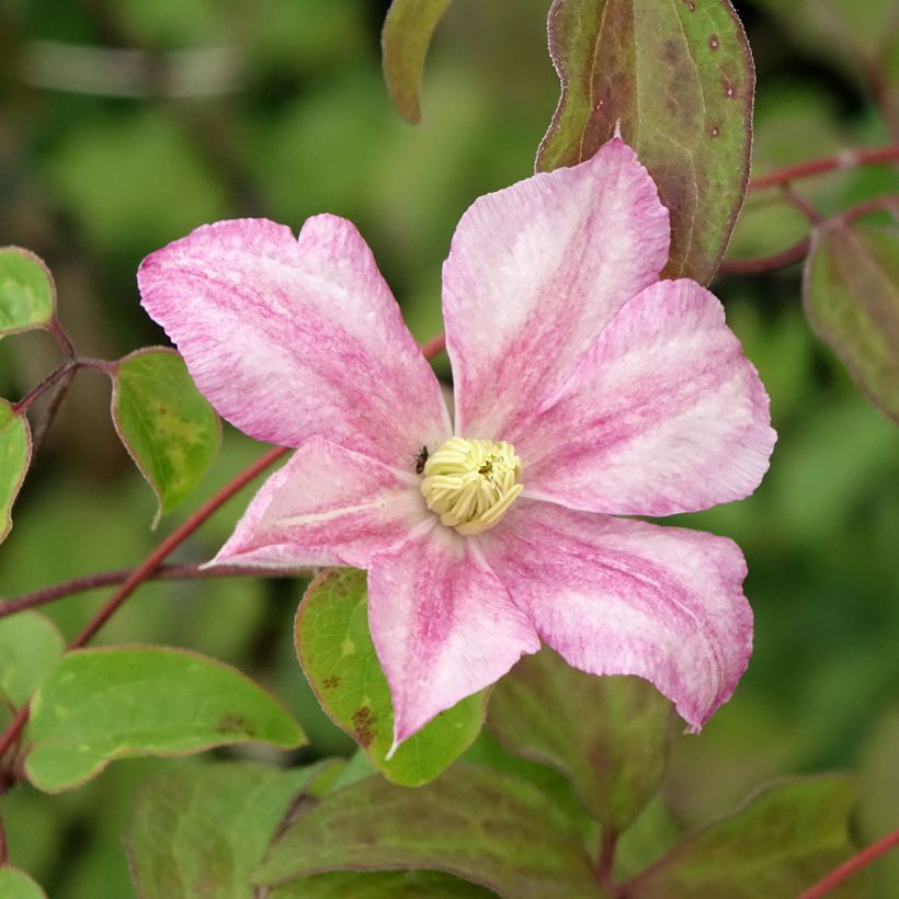Waldrebe Caroline - Clematis (Flowering)