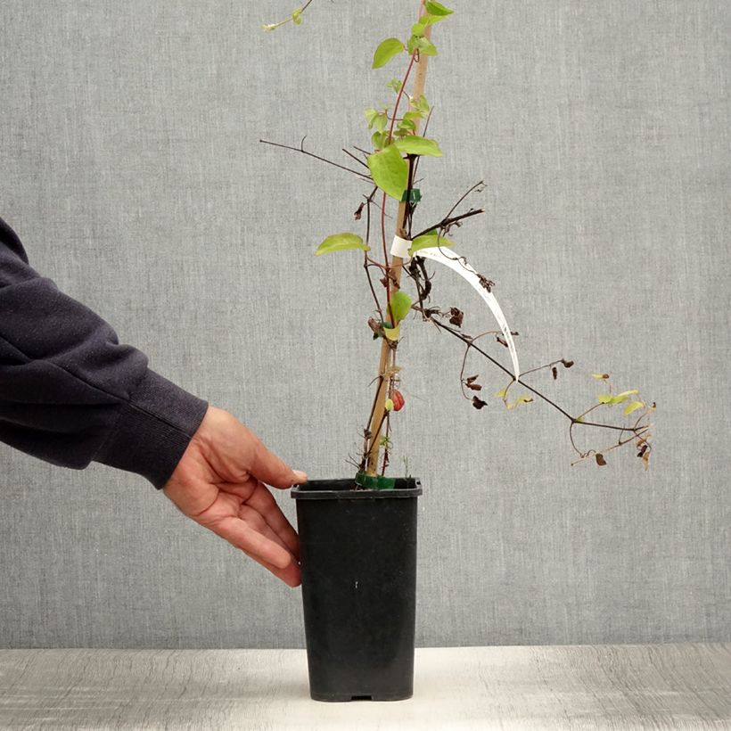 Example of Waldrebe Cezanne - Clematis Topf mit 1,5L/2L as you get in ete