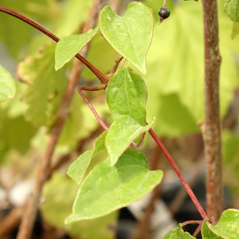 Waldrebe Cezanne - Clematis (Foliage)