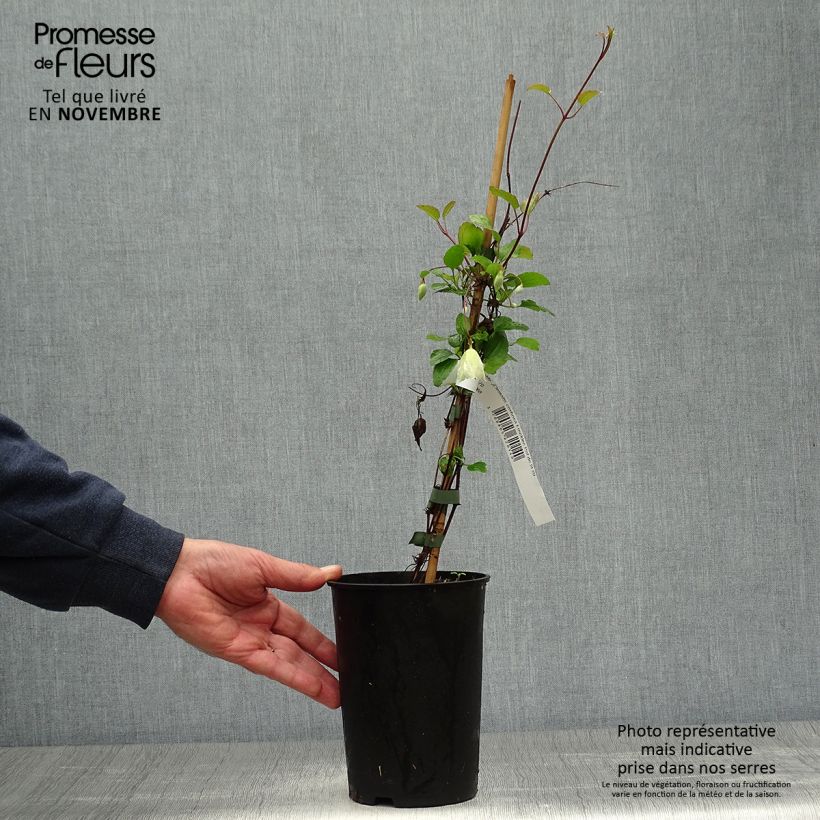 Example of Clematis cirrhosa Freckles - Waldrebe Topf mit 2L/3L as you get in automne