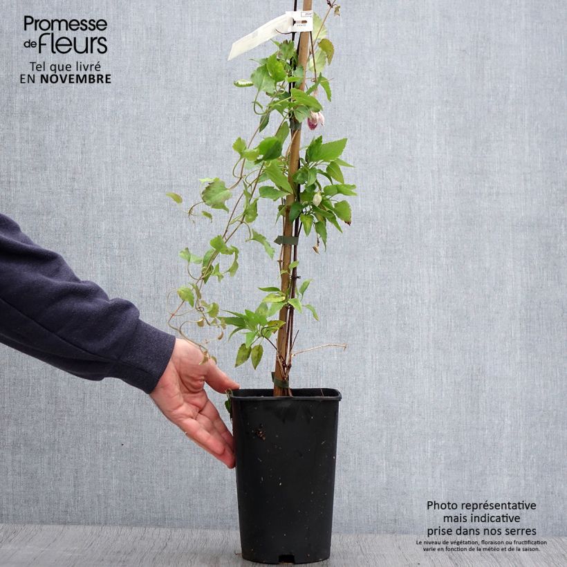 Example of Clematis cirrhosa Lansdowne Gem - Waldrebe Topf mit 2L/3L as you get in automne