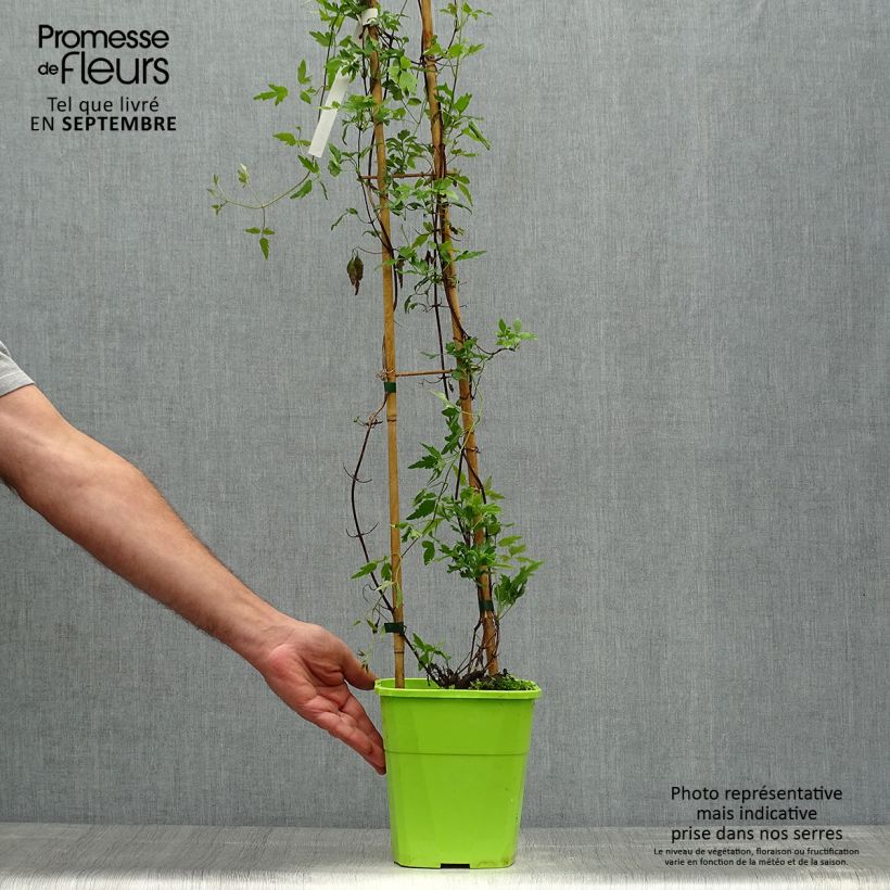 Example of Clematis cirrhosa Winter Parasol - Waldrebe Topf mit 2L/3L as you get in automne