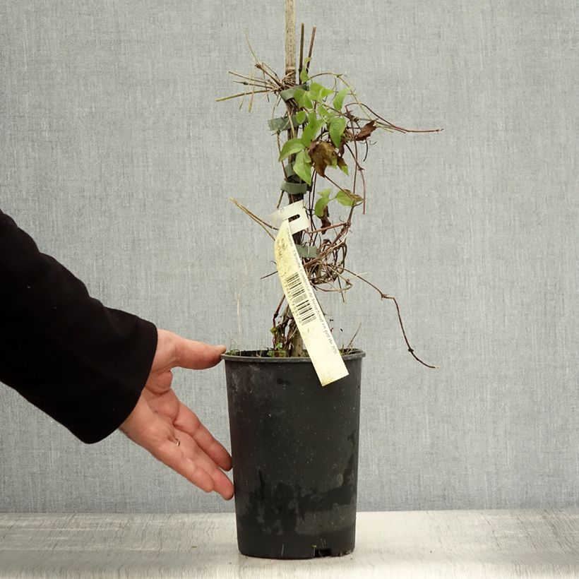 Example of Waldrebe Comtesse de Bouchaud - Clematis Topf mit 2L/3L as you get in automne