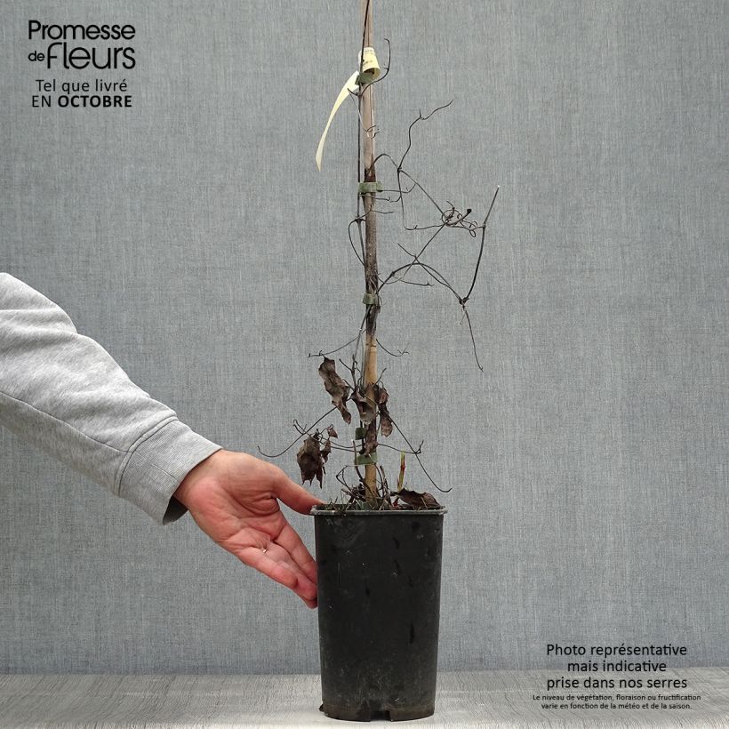 Example of Waldrebe Crystal Fountain - Clematis Topf mit 2L/3L as you get in automne