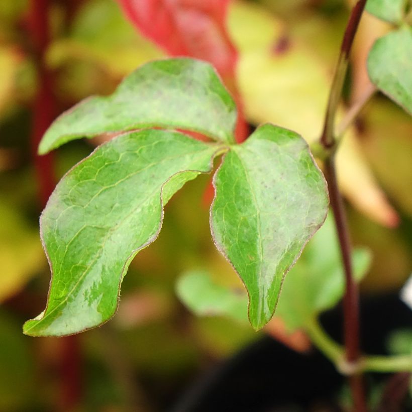 Waldrebe Dancing King - Clematis (Foliage)