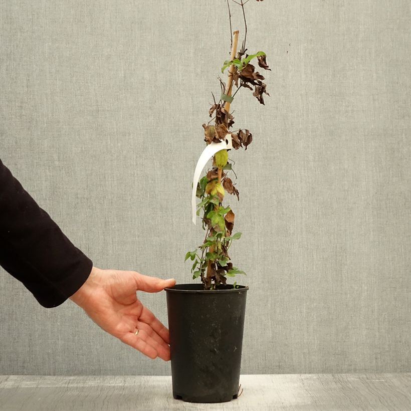 Example of Waldrebe Destiny - Clematis Topf mit 1,5L/2L as you get in automne