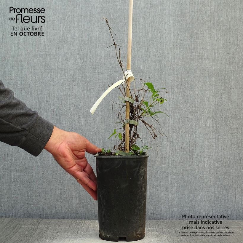 Example of Waldrebe Diamantina - Clematis Topf mit 2L/3L as you get in automne