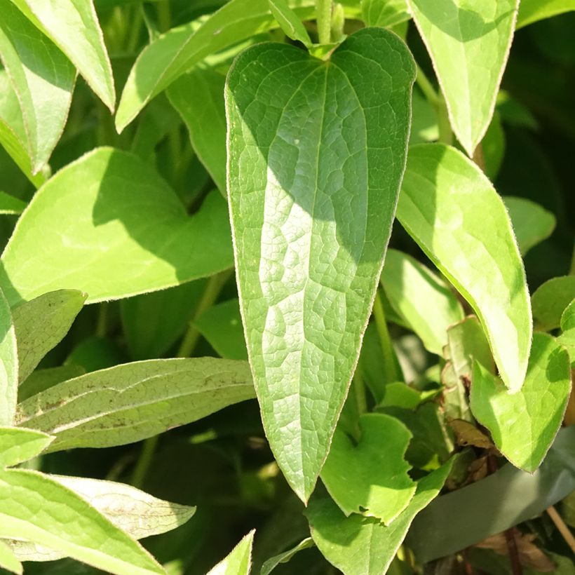 Waldrebe East River - Clematis  (Foliage)
