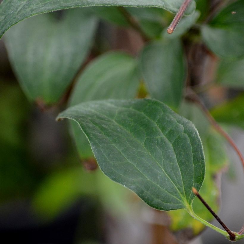 Waldrebe Clematis River Star - Clematis (Foliage)