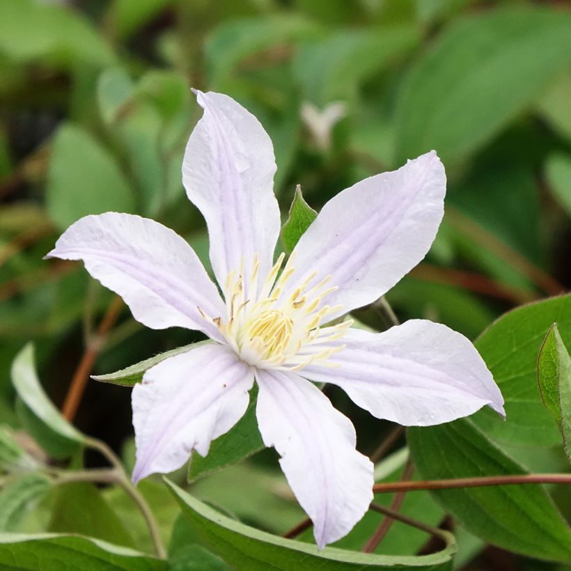 Waldrebe Clematis River Star - Clematis (Flowering)