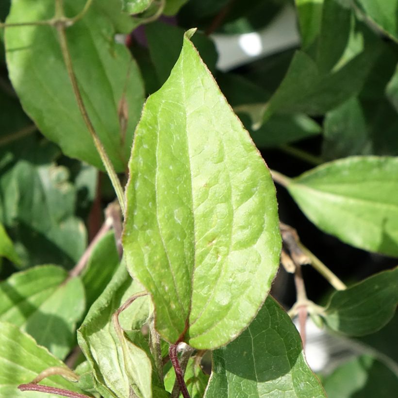 Waldrebe Stella Bella - Clematis (Foliage)
