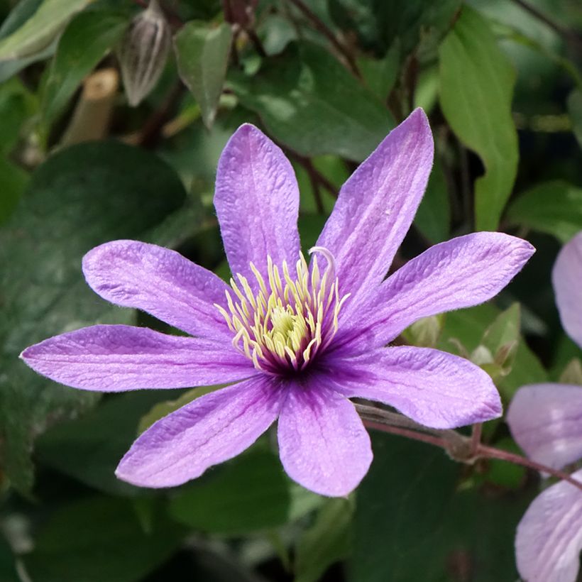 Waldrebe Stella Bella - Clematis (Flowering)