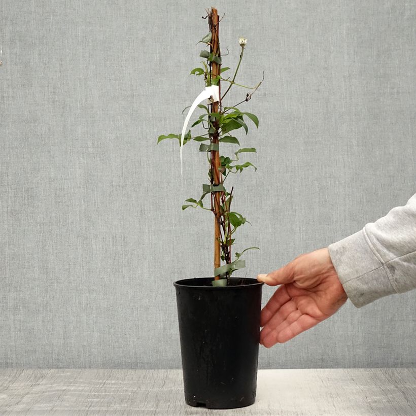 Exemplar von Waldrebe Stella Bella - Clematis Topf mit 1,5L/2L wie im Frühjahr geliefert