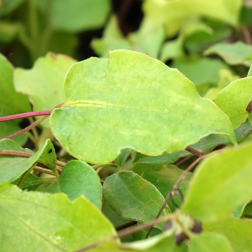 Waldrebe Docteur Ruppel - Clematis (Foliage)