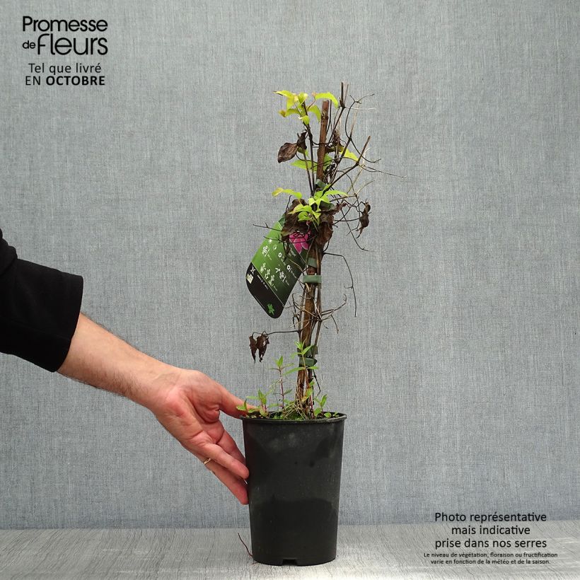 Example of Waldrebe Docteur Ruppel - Clematis Topf mit 2L/3L as you get in automne