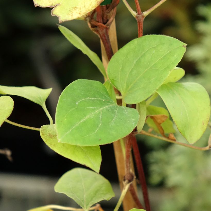 Waldrebe Dorothy Walton - Clematis (Foliage)