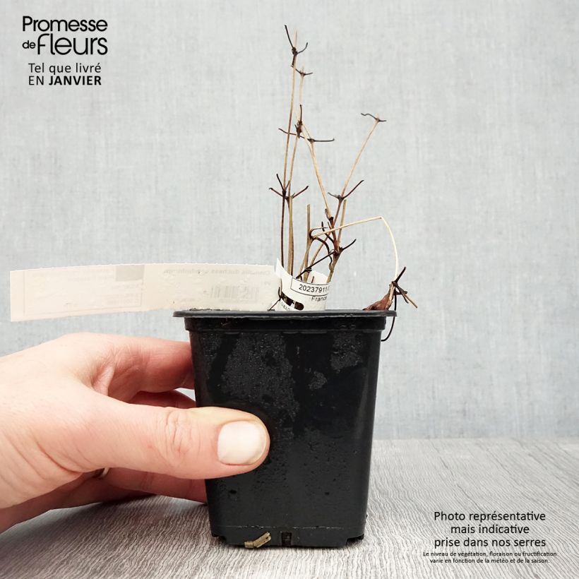 Exemplar von Waldrebe Duchess of Edinburgh - Clematis Kleine Töpfe von 8/9 cm wie im Winter geliefert