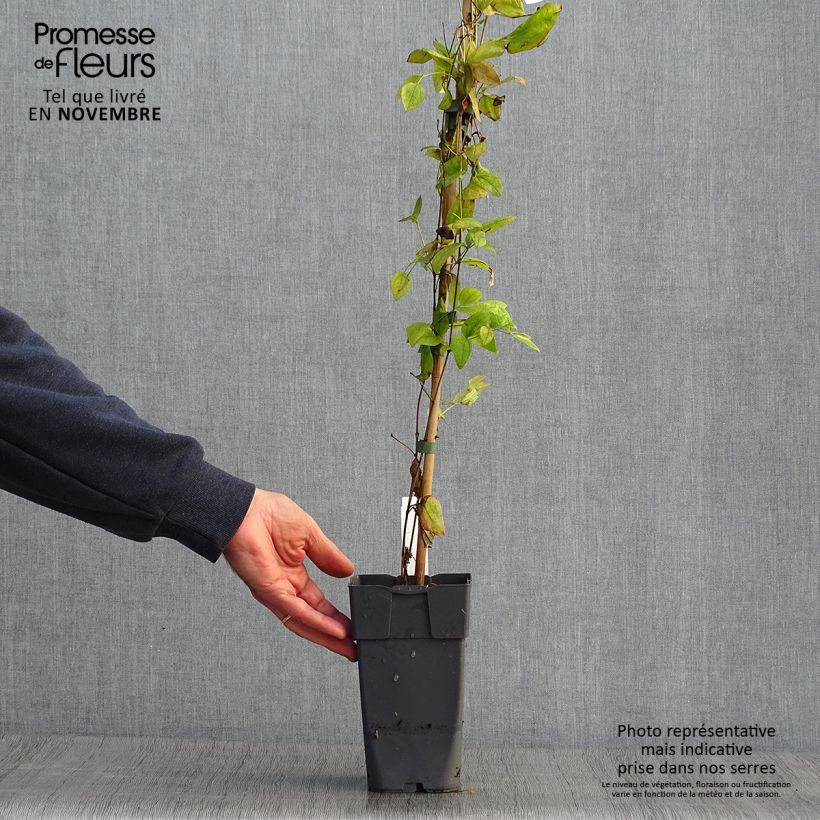 Example of Waldrebe Eriostemon - Clematis Topf mit 2L/3L as you get in automne
