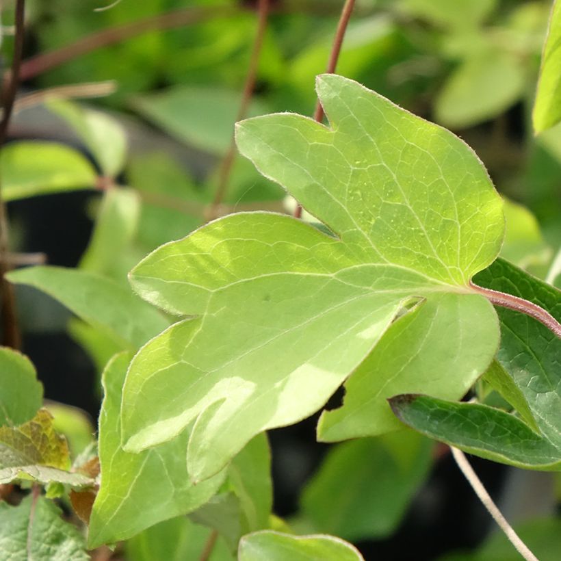 Clematis viticella Ernest Marckham - Waldrebe (Foliage)