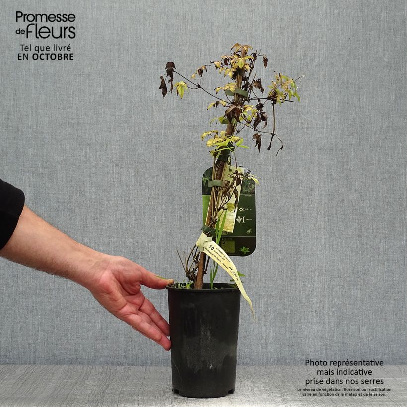 Example of Waldrebe Eximia - Clematis Topf mit 2L/3L as you get in automne