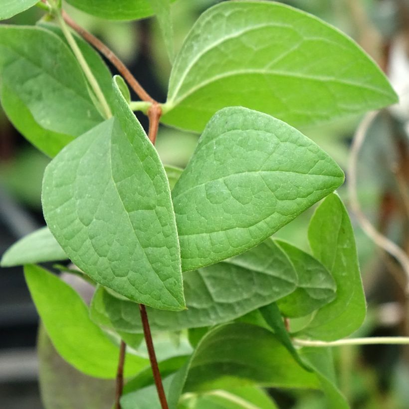 Waldrebe Fascination - Clematis (Foliage)