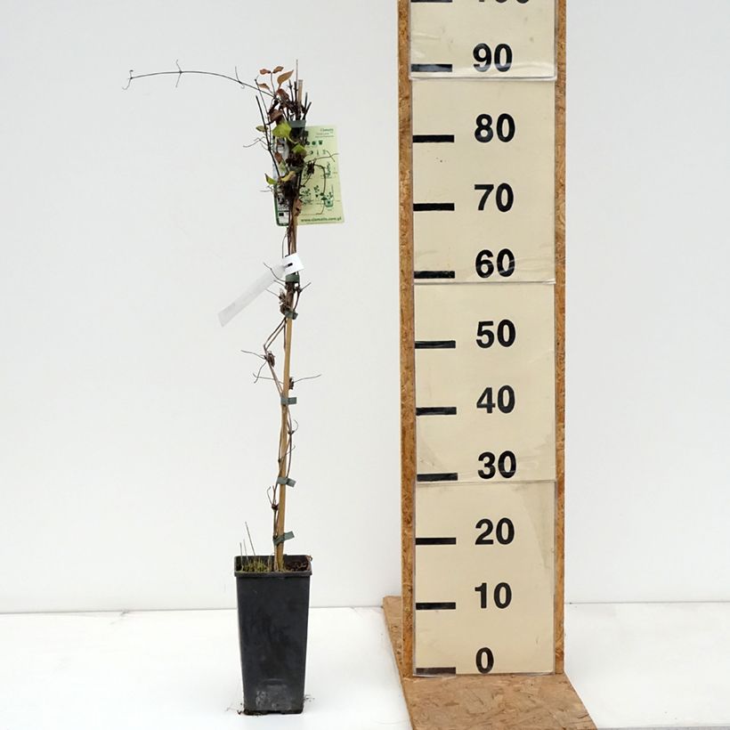 Exemplar von Waldrebe First Love - Clematis Topf mit 2L/3L wie im Herbst geliefert