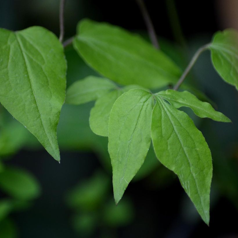 Clematis florida Fond Memories - Waldrebe (Foliage)
