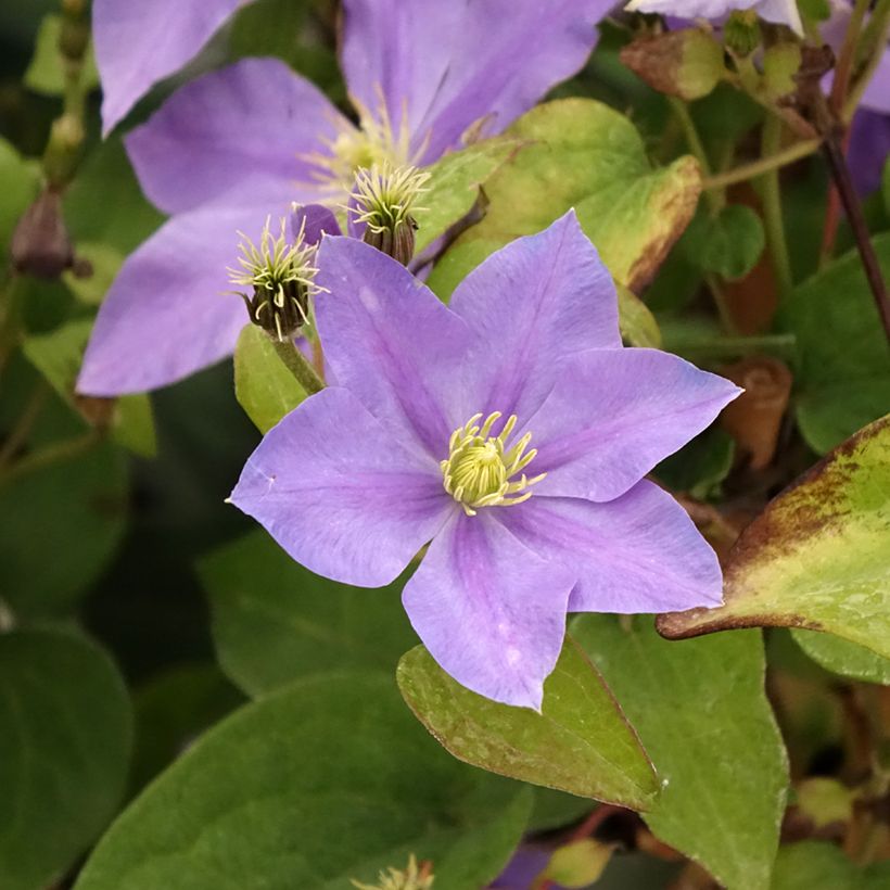 Waldrebe Fuji Musume - Clematis (Flowering)