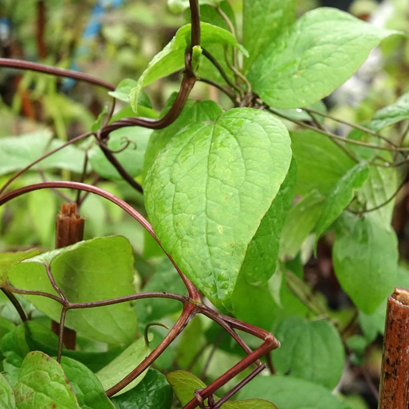 Clematis fusca - Waldrebe (Foliage)