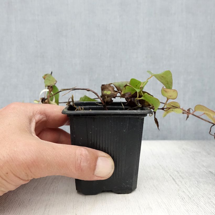 Example of Waldrebe Général Sikorski - Clematis Kleine Töpfe von 8/9 cm as you get in ete