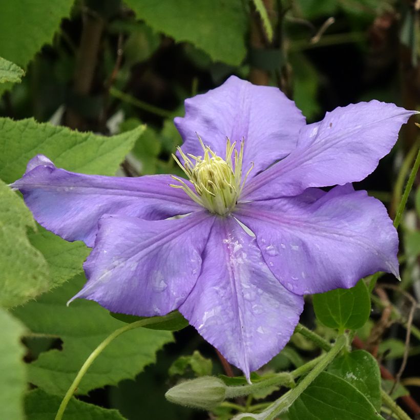 Waldrebe Général Sikorski - Clematis (Flowering)