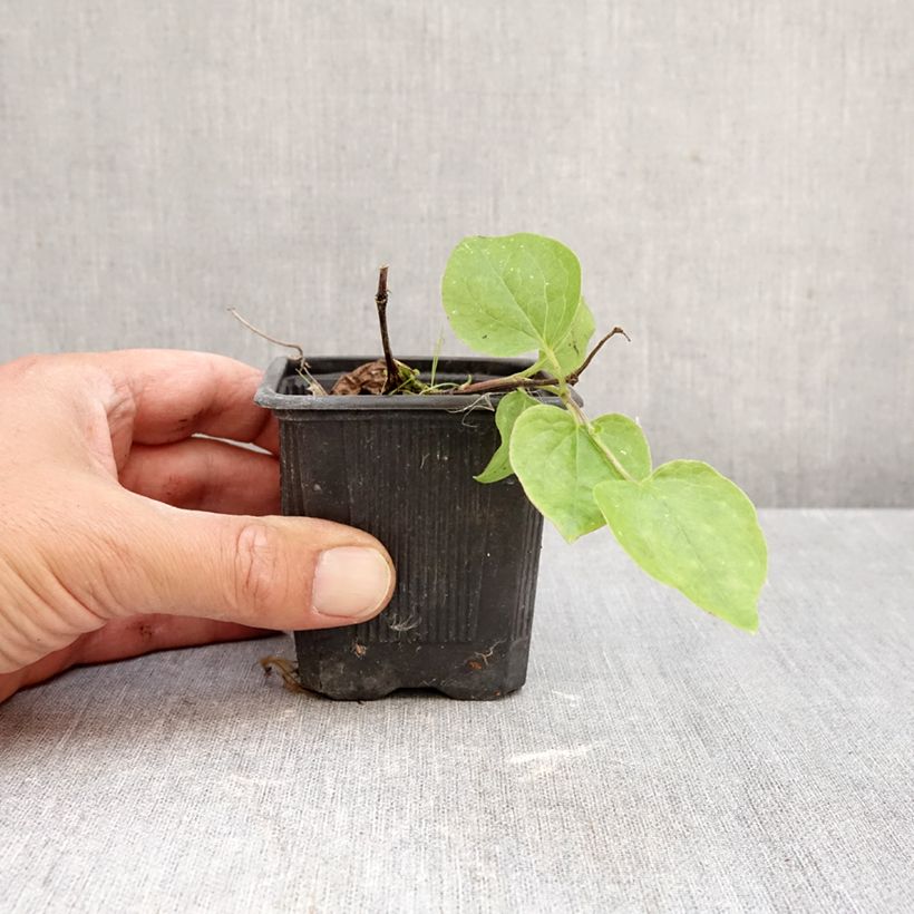 Exemplar von Waldrebe Général Sikorski - Clematis Kleine Töpfe von 8/9 cm wie im Herbst geliefert